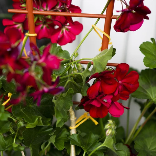 Bavlněný provázek žlutý 2 mm/55 m/100 g - 11