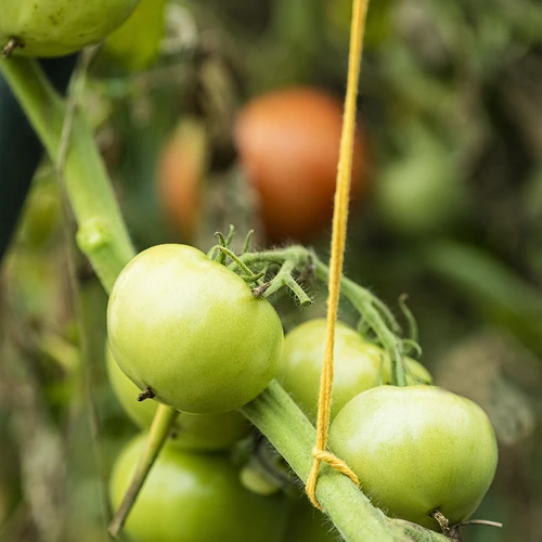 Bavlněný provázek žlutý 2 mm/55 m/100 g - 10