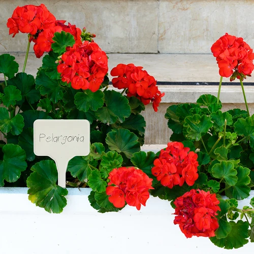 Cedulky na popis rostlin + tužka mix 10+20 ks - 9