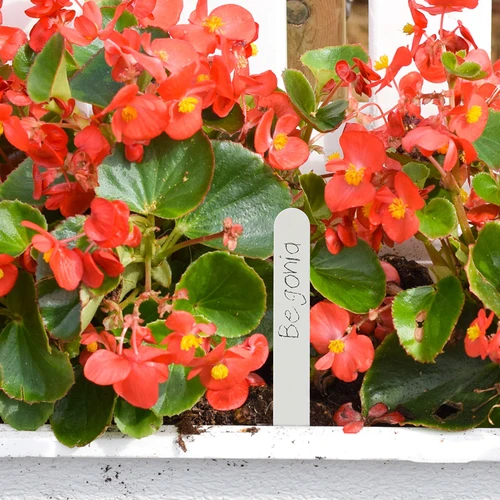 Cedulky na popis rostlin + tužka mix 10+20 ks - 8