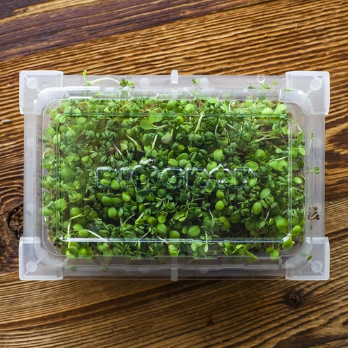 Klíčkovnice Zelená Čupřinka se semeny ředkvičky - 16