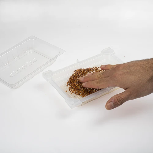 Klíčkovnice Zelená Čupřinka se semeny ředkvičky - 6