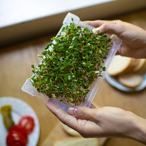 Klíčkovnice Zelená Čupřinka se semeny ředkvičky - 14