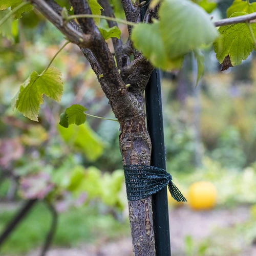 Páska na vázání rostlin PE 3 cm x 50 m - 3