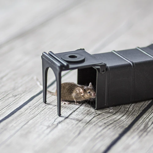 Past na myši - živolapka - 8