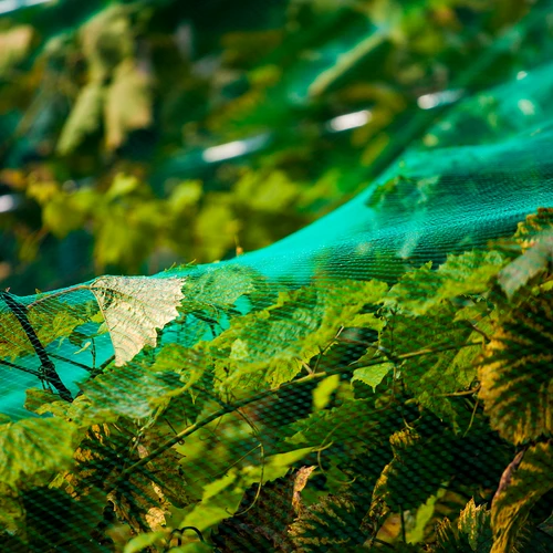 Síť pro ochranu před ptáky, zelená, 2 m x 5 m - 5