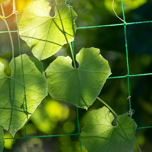 Síť pro popínavé rostliny, 1,8 x 5m - 5