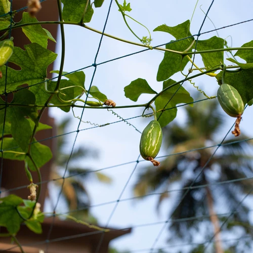 Síť pro popínavé rostliny, 1,8 x 5m - 6