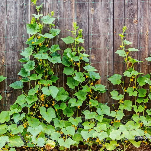 Síť pro popínavé rostliny: 2 x 20m - 5