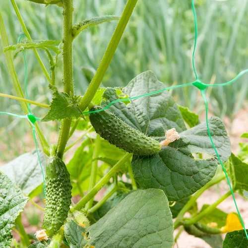Síť pro popínavé rostliny: 2 x 20m - 6