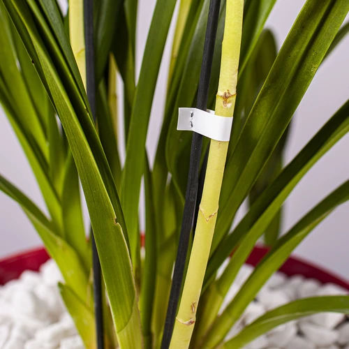 Sponky do zahradnické sešívačky - 10000 ks - 6