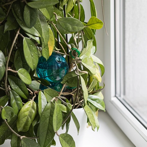 Trojitá zavlažovací koule (tříkomorová), průhledná modrá, 600 ml - 7