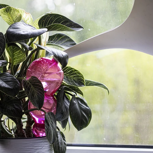 Trojitá zavlažovací koule (tříkomorová), průhledná růžová, 600 ml - 6