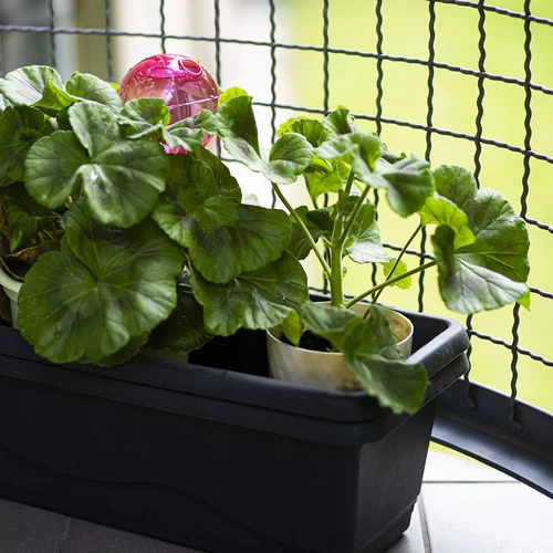 Trojitá zavlažovací koule (tříkomorová), průhledná růžová, 600 ml - 9