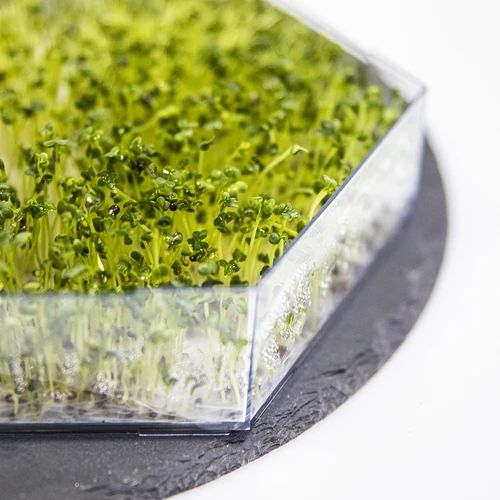 Víceúrovňové klíčidlo Niezłe Ziółko se semeny ředkvičky - 12