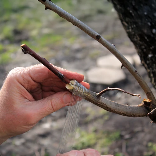 Zahradnická páska na roubování, průhledná, 100 m x 3 cm - 4