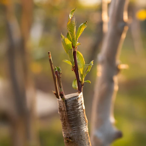 Zahradnická páska na roubování, průhledná, 100 m x 3 cm - 5