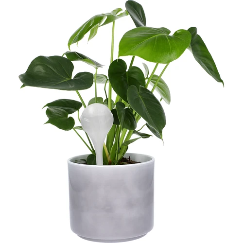 Zavlažovací koule pro rostliny, bílé poloprůhledné, 400 ml, 4 ks. - 6