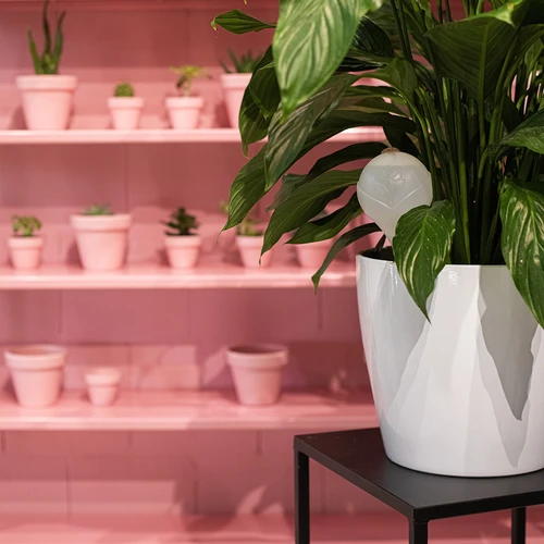 Zavlažovací koule pro rostliny, bílé poloprůhledné s korkem, 400 ml, 4 ks. - 12