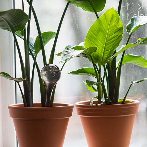 Zavlažovací koule pro rostliny, černé průhledné, 400 ml, 2 ks. - 9