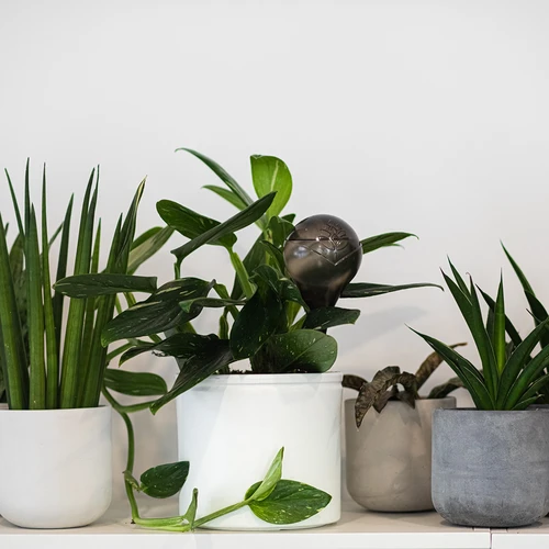 Zavlažovací koule pro rostliny, černé průhledné, 400 ml, 2 ks. - 11