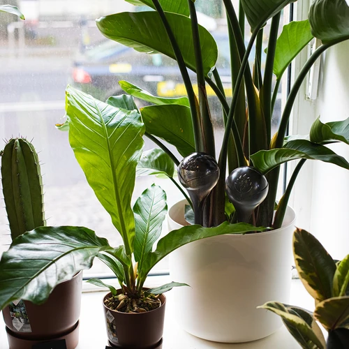 Zavlažovací koule pro rostliny, černé průhledné, 400 ml, 2 ks. - 13