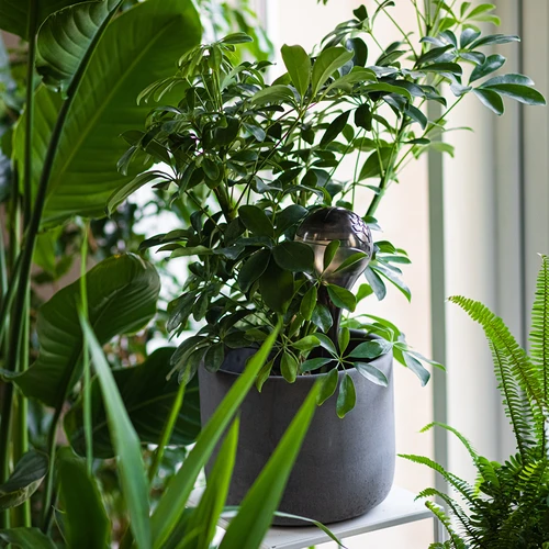 Zavlažovací koule pro rostliny, černé průhledné, 400 ml, 4 ks - 9