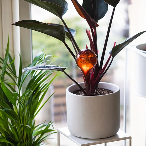 Zavlažovací koule pro rostliny, jantarové průhledné, 400 ml, 2 ks. - 9