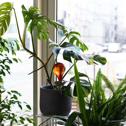 Zavlažovací koule pro rostliny, jantarové průhledné, 400 ml, 2 ks. - 11