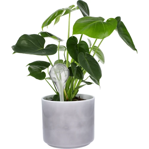 Zavlažovací koule pro rostliny, průhledné, 400 ml, 2 ks - 7