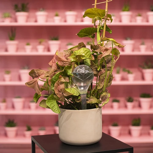 Zavlažovací koule pro rostliny, průhledné, 400 ml, 2 ks - 13