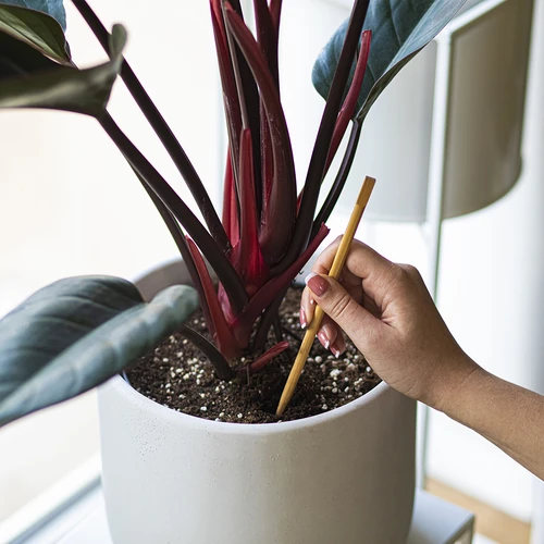 Zavlažovací koule pro rostliny, zelené průhledné, 400 ml, 2 ks. - 8