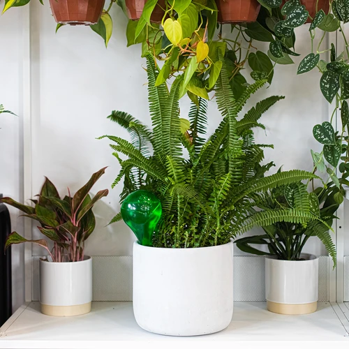 Zavlažovací koule pro rostliny, zelené průhledné, 400 ml, 2 ks. - 12