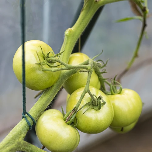 Zelený bavlněný provázek 2 mm/55 m/100 g - 9