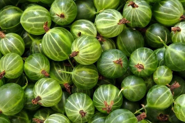 Angreštovka - likér z angreštu