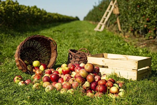 Domácí cider