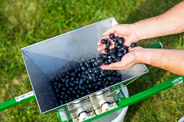 Jak vyrobit víno krok za krokem?