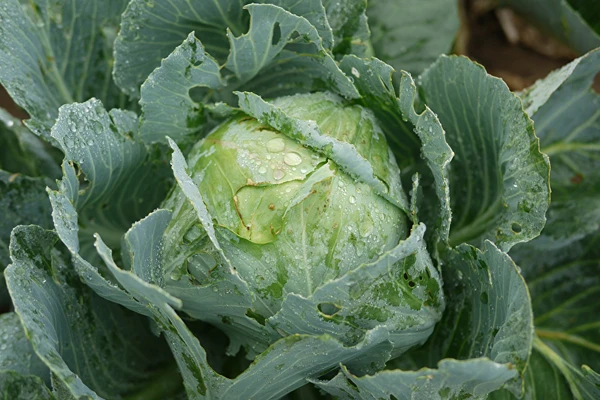 Kysané zelí podle receptu paní Sylwii