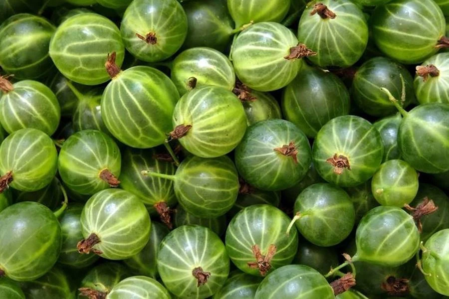 Angreštovka - likér z angreštu