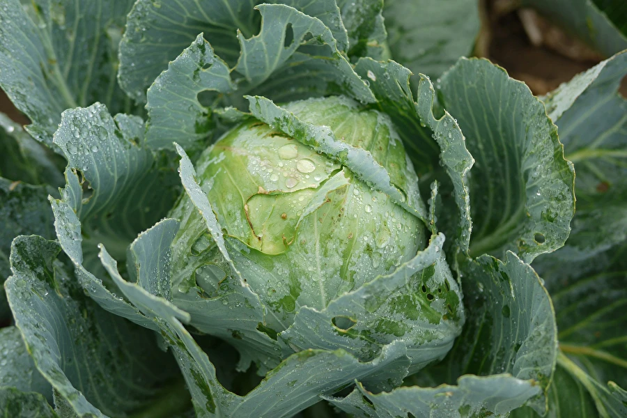 Kysané zelí podle receptu paní Sylwii